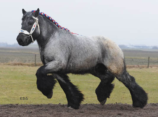 Bonarius Van`t Zand</b> - Dutch Draft Horse Stallion